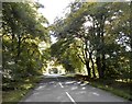 Minor road on edge of Saltire Wood in DD9 7FA