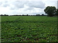 Crop field off Port Road in NR15 2AB