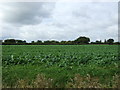 Crop field near Grange Farm in IP21 4TR