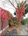 Virginia Creeper, Portview Road, Avonmouth in BS11 9JT