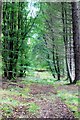 Forestry Track up Boddum Hill in AB54 4UN