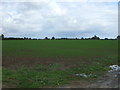 Crop field near Primrose Farm in NR16 1PL