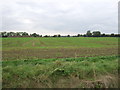 Crop field near Apricot Farm in IP21 5TD