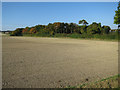 Trees by Morden Grange Farm in SG8 9NR