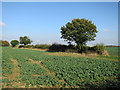 Hedgerow and oilseed rape field in SG8 9NR