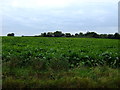 Crop field off Top Road in IP21 5QZ