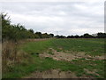 Crop field and hedgerow near Brome Street in Brome and Oakley