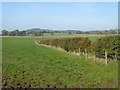 Field and fence near Old Town, High Hesket in CA4 0JE