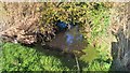 Corner of pond on top of hill, near Hill Farm, Epperstone in NG14 6AE
