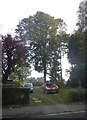 Trees by Woodside Road, Abbots Langley in WD5 0EN