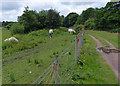 Horses next to the Leeds and Liverpool Canal in WN6 8LX