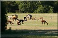 Alpacas near Long Melford in CO10 9TG