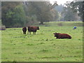 Cattle near Forde Abbey in TA20 4NA
