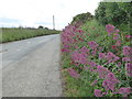 Valerian flowers in the hedge at Mount View in TR2 5JJ