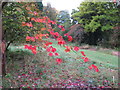 Maple leaves in autumn, Forde Abbey in TA20 4NA