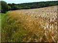 Wood and farmland near Pitton in SP5 1AN