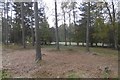 Pinewoods and path, Blairgowrie Golf Club in PH10 6LL