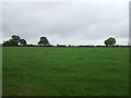 Grassland near Hollinsgreen in CW11 3DW