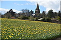 Maryfield Church seen across a field (crop) of Daffodils in PL11 2PF