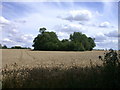 A Little Wood in a Wheat Field in SG9 9RB
