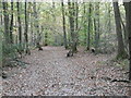 Path in Oldbury Woods in TN15 0LL