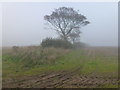 Sea mist rolling in near Burnham Deepdale in PE31 8FQ