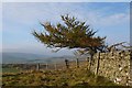 Windswept conifer, Edston Hill in EH45 8NW