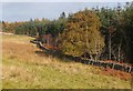 Forest edge, Jedderfield Plantation in EH45 8NW