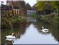 Swans on the Grand Union Canal in LE18 4PS