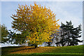 Autumn tree display in Blackbrook in WA2 0NX
