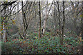 Woodland on Risley Moss in WA3 6EH