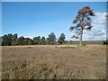 East Holton, heathland in BH16 6LS