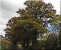 Mature trees near Lower Upton in EX15 1GY