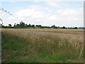 Wheat crop in HR9 6QN