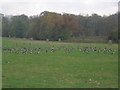 Autumnal Gathering: Canada Geese at Corsham Court in SN13 9QG