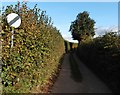 Minor road to Broadhembury in EX14 3LJ