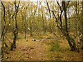 Birch woodland, Bucklebury Common in RG7 6QD