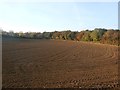 Woodland and Ploughed Field in DN4 8TE
