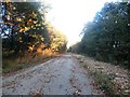 Path and Former Railway near Littlewood's Plantation in DN4 8EA