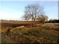 Drain and Field Boundary Viewed from Hall Balk Lane in DN4 8SN