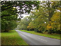 Along the Avenue of Oaks, Bucklebury Common in RG7 6NU