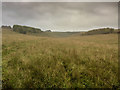 Chalk grassland near Great Cheverell Hill, Wiltshire in SN10 5TL