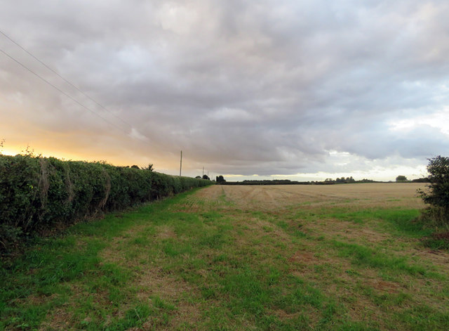 Field/road boundary hedge westwards in Exton Ward