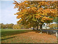 Plumstead Common in autumn in SE18 2RT