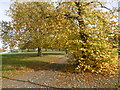 Autumn colours on Plumstead Common in SE18 2RT