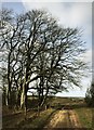Beech trees and byway near Oare, Wiltshire in SN8 4DX