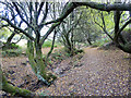 Stream course under trees, New Forest in BH24 4HY