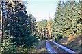 Forest track below An Suidhe in PH16 5ND