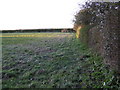 Small field east of Boughton in Wissey Ward