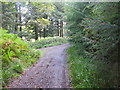 Track Junction in Blawearie Wood in Berwickshire